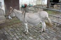 klick to zoom: Zwergesel, sardischer, Equus asinus asinus, Copyright: juvomi.de