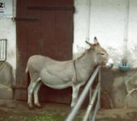 klick to zoom: Sardischer Zwergesel, Equus asinus asinus, Copyright: juvomi.de