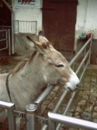 klick to zoom: Sardischer Zwergesel, Equus asinus asinus, Copyright: juvomi.de