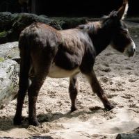 klick to zoom: Zwergesel, Equus asinus asinus, Copyright: juvomi.de