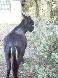 klick to zoom: Esel, Equus asinus asinus, Copyright: juvomi.de