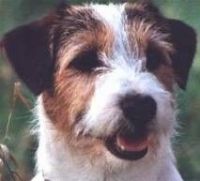 klick to zoom: Jack Russell Terrier, Copyright: Hoogendijk
