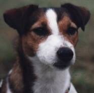 klick to zoom: Jack Russell Terrier, Copyright: Hoogendijk