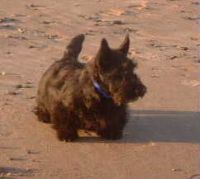 klick to zoom: Scottish Terrier, Copyright: Blooman