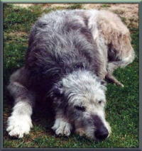 klick to zoom: Irish Wolfhound, Copyright: STICHT Rainer