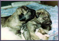 klick to zoom: Irish Wolfhound, Copyright: STICHT Rainer