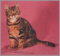 klick to zoom: American Shorthair, Copyright: Southerland