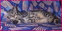 klick to zoom: American Shorthair, Copyright: Southerland