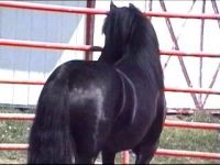 klick to zoom: Dales Pony, Copyright: Wagner
