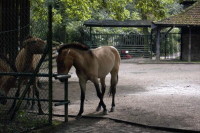 klick to zoom: Przewalski-Pferd, Equus przewalskii, Copyright: juvomi.de