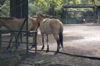 klick to zoom: Przewalski-Pferd, Equus przewalskii, Copyright: juvomi.de