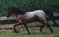 klick to zoom: Welsh Pony, Sektion B, Copyright: Kurda