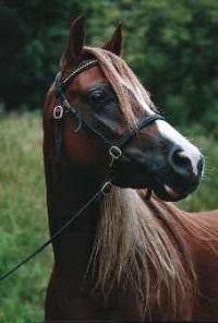 klick to zoom: Welsh Pony, Sektion B, Copyright: Kurda