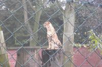 klick to zoom: Gepard, Ancinonyx jubatus, Copyright: juvomi.de