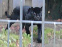 klick to zoom: Jaguar, Panthera onca, Copyright: juvomi.de