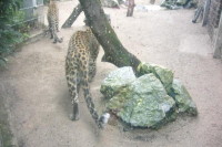 klick to zoom: Leopard, Panthera pardus, Copyright 2002: juvomi.de