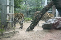 klick to zoom: Leopard, Panthera Pardus, Copyright 2002: juvomi.de