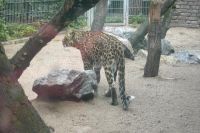 klick to zoom: Leopard, Panthera pardus, Copyright 2002: juvomi.de