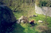 klick to zoom: Kleiner Panda, Ailurus fulgens, Copyright: juvomi.de