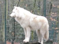 klick to zoom: Polarwolf, Canis lupus hudsonicus, Copyright: juvomi.de