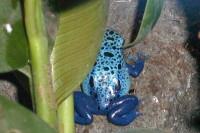 klick to zoom: Blauer Pfeilgiftfrosch, Dendrobates azureus, Copyright: juvomi.de