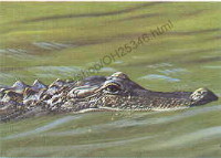 klick to zoom: OH25346, Alligator +++ Alligatoridae, Copyright 2002: juvomi.de