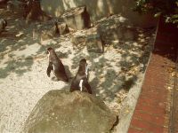 klick to zoom: Humboldtpinguin, Spheniscus humboldti, Copyright: juvomi.de