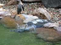 klick to zoom: Humboldtpinguin, Spheniscus humboldti, Copyright: juvomi.de
