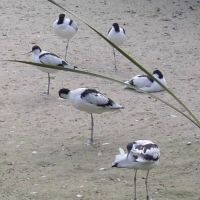 klick to zoom: Sbelschnbler, Recurvirostra avosetta, Copyright: juvomi.de