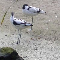 klick to zoom: Sbelschnbler, Recurvirostra avosetta, Copyright: juvomi.de