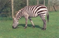 klick to zoom: Zebra, Equus quagga, Copyright: juvomi.de